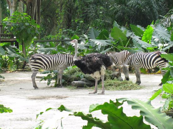 Zoo w Singapurze