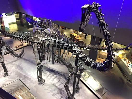 Lee Kong Chian Natural History Museum