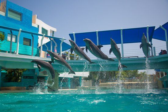 Interaktywne Akwarium w Cancún
